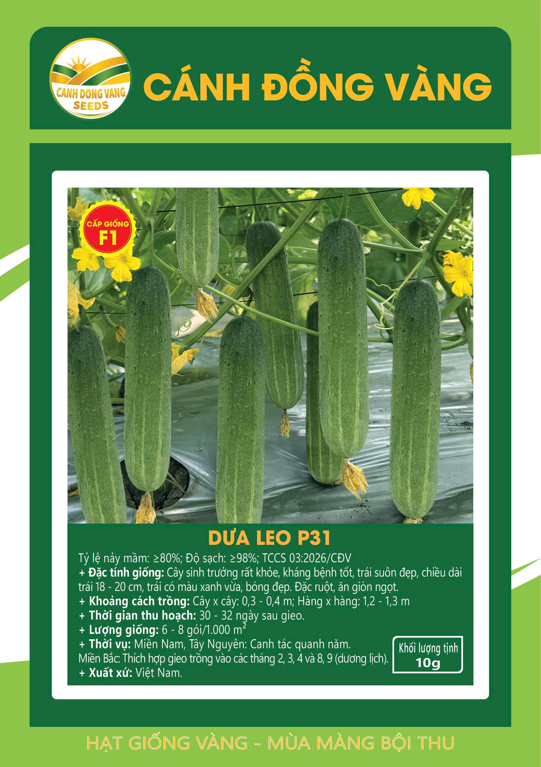 DƯA LEO P31